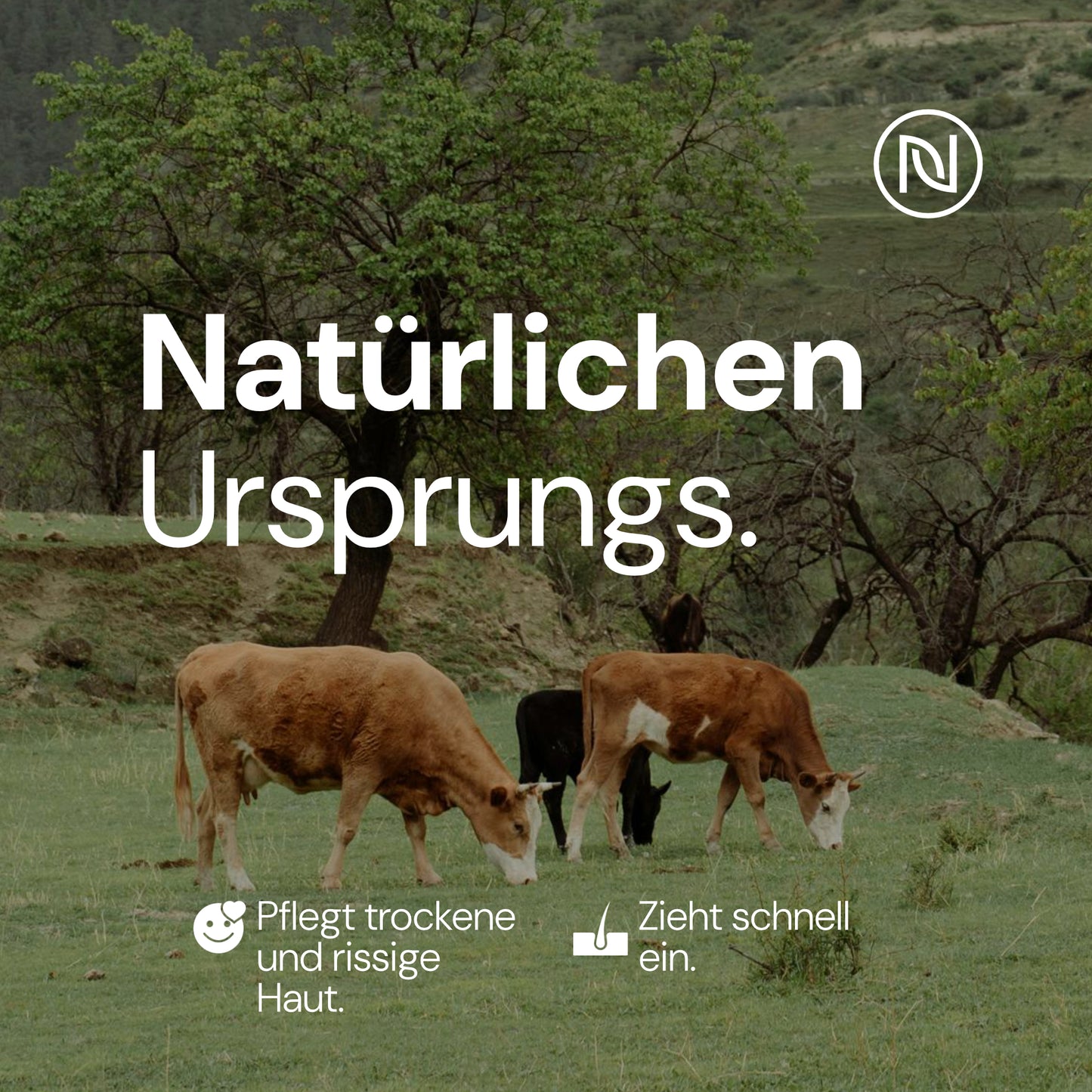 Tallow Rindertalg - 100% natürliche Hautpflege - Beef Tallow (Talg) Creme von deutschen Rindern aus freier und artgerechter Weidehaltung - Mit Vitamin E und ohne Zusatzstoffe (3 x 120ml, Unparfümiert)
